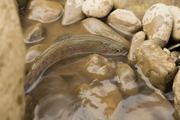 Pesca nel fiume di montagna in estate — Foto Stock