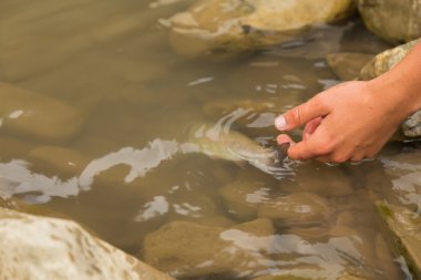 Yaz aylarında dağ nehir balıkçılık