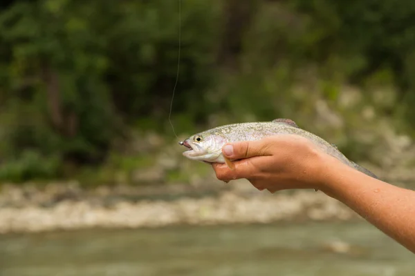 Pesca en el río de montaña en verano —  Fotos de Stock