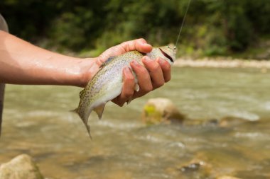 Yaz aylarında dağ nehir balıkçılık