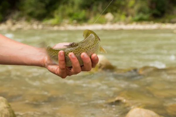 Pesca en el río de montaña en verano — Foto de Stock