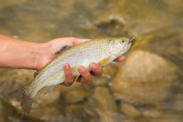 Fishing in the mountain river in summer — Stock Photo, Image