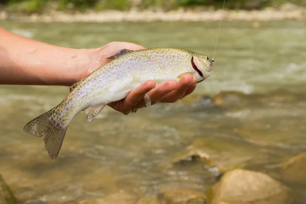 Pesca en el río de montaña en verano —  Fotos de Stock