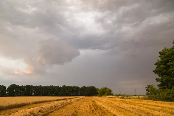Красивый пейзаж фото пшеничное поле перед сбором урожая — стоковое фото