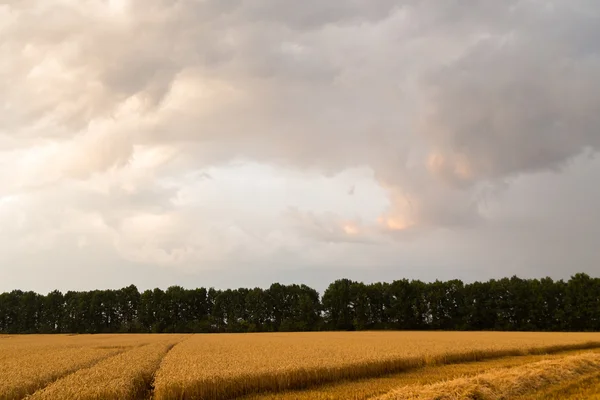 Красивый пейзаж фото пшеничное поле перед сбором урожая — стоковое фото