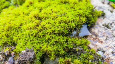 Güzel manzara. Taş yosun büyümüş. Nehir manzarası tepeden. Doğa, nehir.
