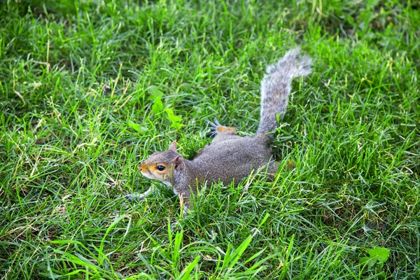 Grijze eekhoorn op het groene veld — Stockfoto