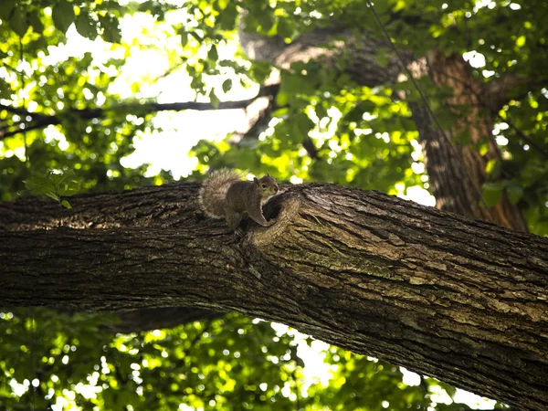 Squirrel on the tree — Stock Photo, Image