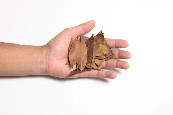 Kuru yapraklar ellerinde.