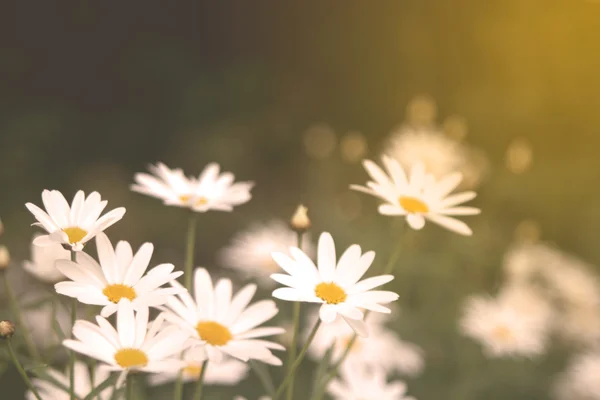 Flowers vintage — Stock Photo, Image