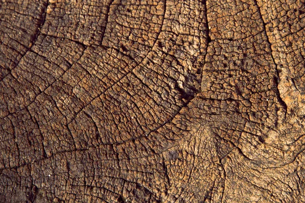 Holzstruktur — Stockfoto