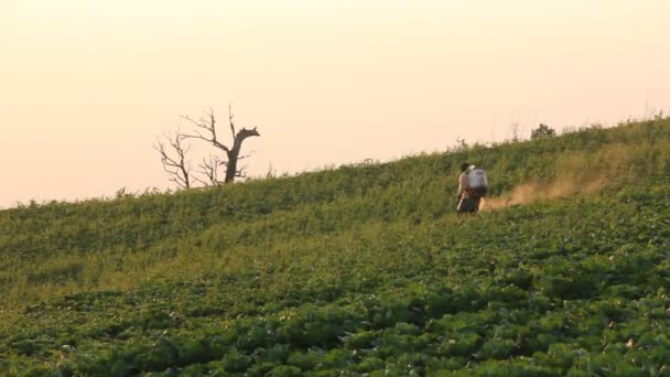 Agricoltore spruzzando pesticidi — Video Stock