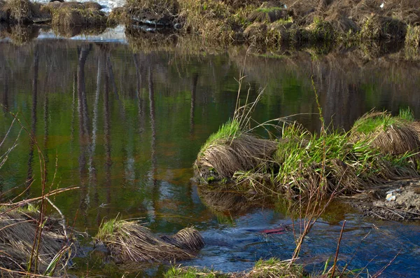 Reflexión del agua del río en el día de primavera del bosque siberiano — Foto de Stock