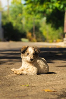 Yumuşak bir köpek yavrusu sıcak bir sonbahar gününde sokağın aşağısında bahçesinin yanında yürüyor.