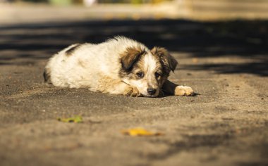 Yumuşak bir köpek yavrusu sıcak bir sonbahar gününde sokağın aşağısında bahçesinin yanında yürüyor.