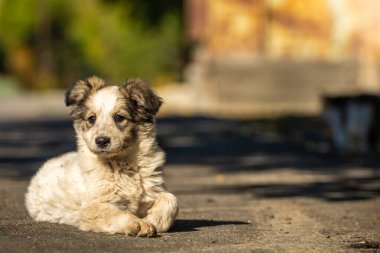 Yumuşak bir köpek yavrusu sıcak bir sonbahar gününde sokağın aşağısında bahçesinin yanında yürüyor.