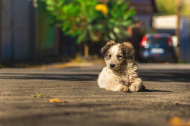Yumuşak bir köpek yavrusu sıcak bir sonbahar gününde sokağın aşağısında bahçesinin yanında yürüyor.