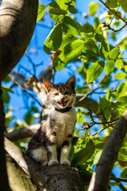 Ağaçta bir kedi, aşağıya bakıyor..