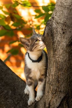 Ağaçta bir kedi, aşağıya bakıyor..