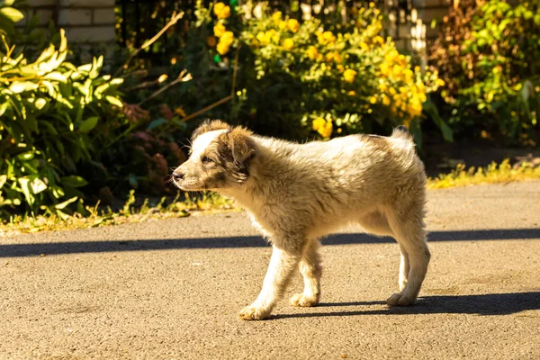 一个温暖的秋日 一只毛茸茸的小狗在他的院子里沿着大街散步 — 图库照片