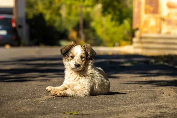 Fluffy Little Puppy Walks His Yard Street Warm Autumn Day — Stock Photo, Image