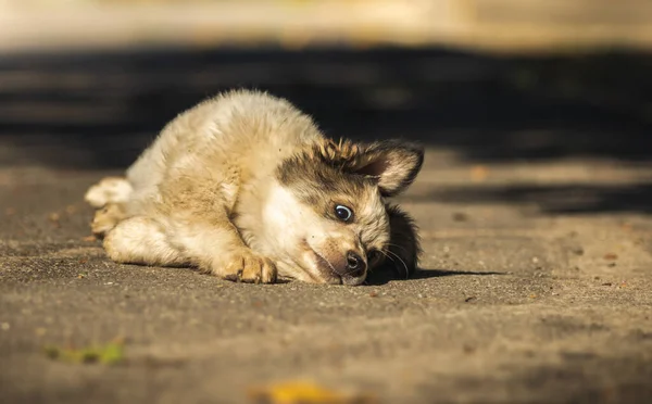 Yumuşak Bir Köpek Yavrusu Sıcak Bir Sonbahar Gününde Sokağın Aşağısında — Stok fotoğraf