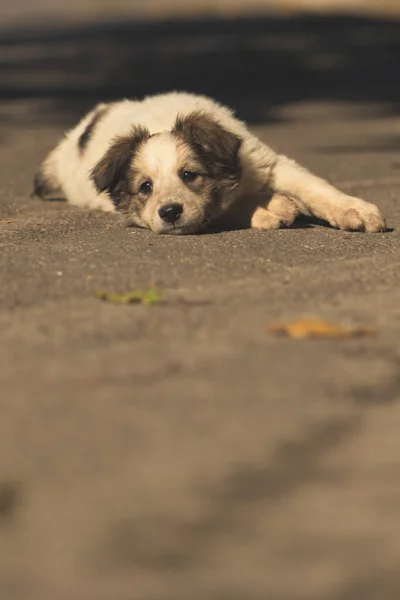 Perrito Esponjoso Camina Cerca Patio Por Calle Cálido Día Otoño — Foto de Stock