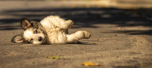 Fluffy Little Puppy Walks His Yard Street Warm Autumn Day — Stock Photo, Image