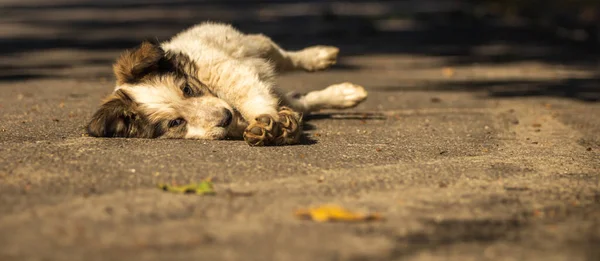 Filhote Cachorro Fofo Caminha Perto Seu Quintal Rua Dia Quente — Fotografia de Stock