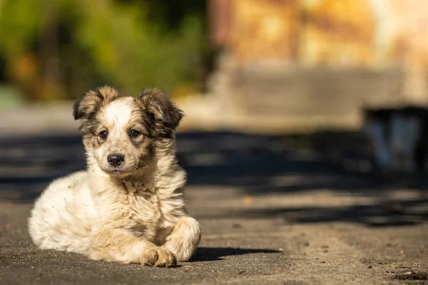 一个温暖的秋日 一只毛茸茸的小狗在他的院子里沿着大街散步 — 图库照片