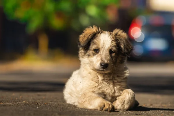 Yumuşak Bir Köpek Yavrusu Sıcak Bir Sonbahar Gününde Sokağın Aşağısında — Stok fotoğraf