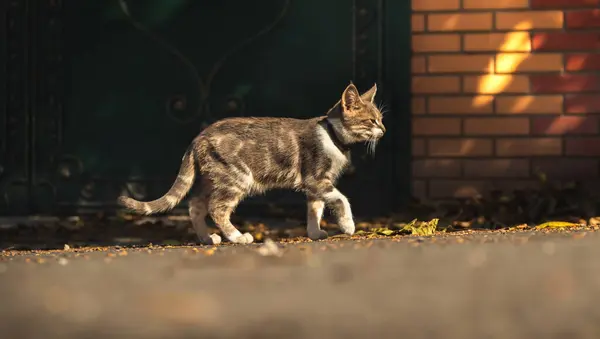 Krásná Kočička Sedící Podzimním Stromě — Stock fotografie