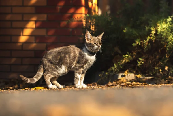 美丽的小猫坐在秋天的树上 — 图库照片