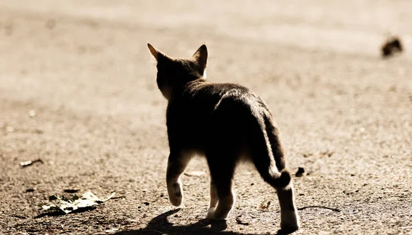 美丽的小猫坐在秋天的树上 — 图库照片