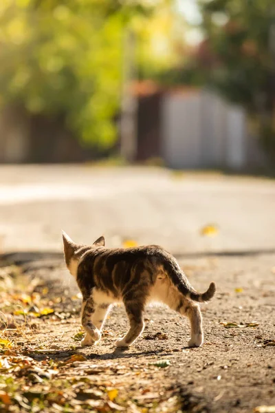 Bellissimo Gattino Seduto Sull Albero Autunnale — Foto Stock