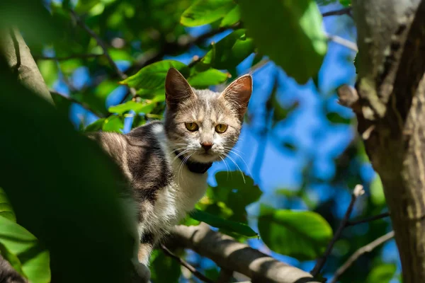 Gato Árbol Mirando Hacia Abajo — Foto de Stock