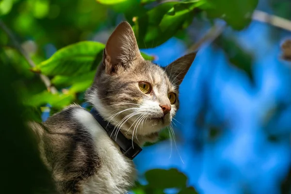 Cat Tree Looking — Stock Photo, Image