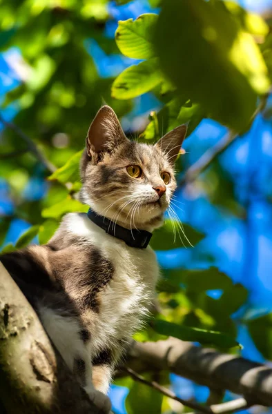 Cat Tree Looking — Stock Photo, Image