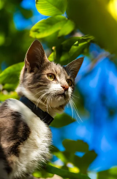 Gato Uma Árvore Olhando Para Baixo — Fotografia de Stock