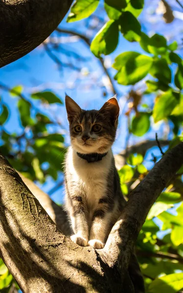 Egy Macska Fán Lenéz — Stock Fotó