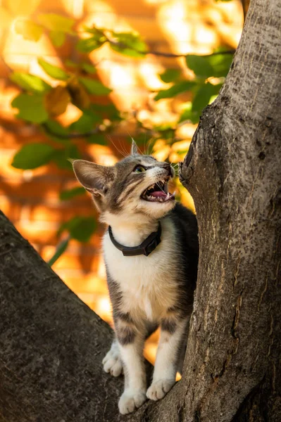 Chat Sur Arbre Regardant Vers Bas — Photo