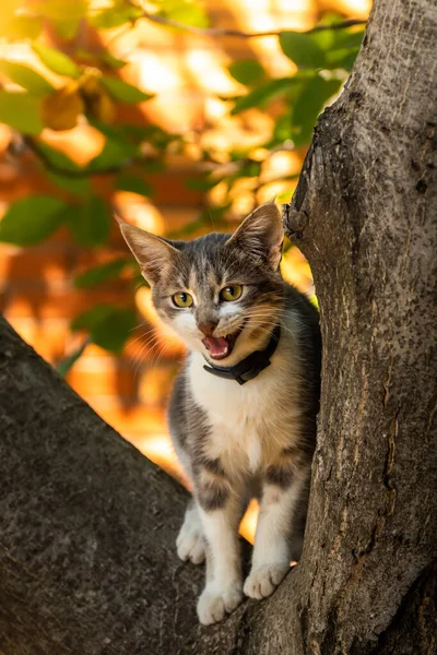 Μια Γάτα Ένα Δέντρο Κοιτάζει Κάτω — Φωτογραφία Αρχείου