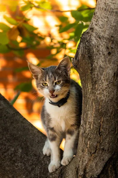Gato Uma Árvore Olhando Para Baixo — Fotografia de Stock