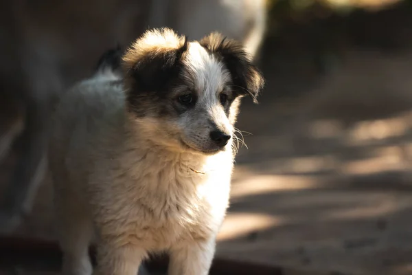 Pequeño Cachorro Juega Otoño Calle — Foto de Stock