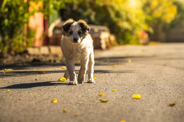 小さな子犬が通りで秋に遊ぶ — ストック写真