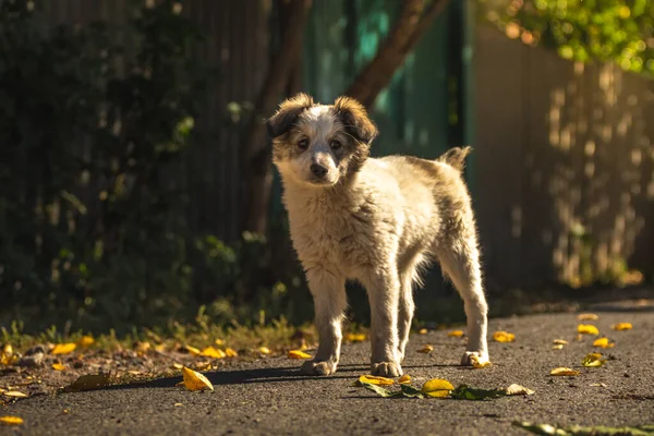 小さな子犬が通りで秋に遊ぶ — ストック写真