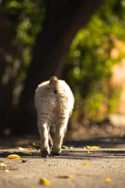 Küçük Köpek Yavrusu Sonbaharda Sokaklarda Oynar — Stok fotoğraf