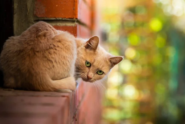 Chagrijnige Kat Sneeuw — Stockfoto