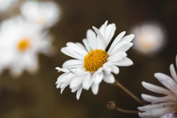 Photo Atmosphérique Parterres Fleurs Sur Votre Bureau Avec Beau Fond — Photo