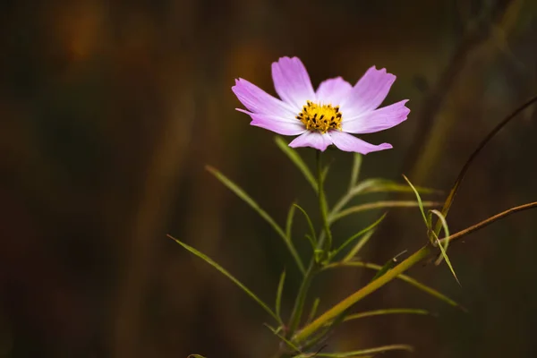 Photo Atmosphérique Parterres Fleurs Sur Votre Bureau Avec Beau Fond — Photo